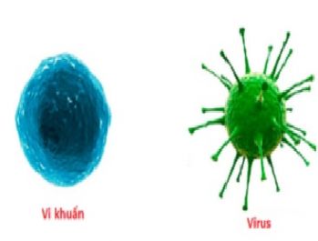 hieu-dung-ve-benh-do-vi-khuan-va-virus